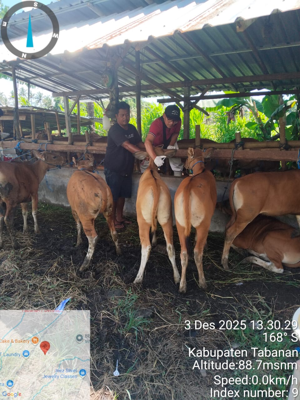 Petugas memeriksa kondisi Sapi Bali di kandang NR Farm Kabupaten Tabanan
