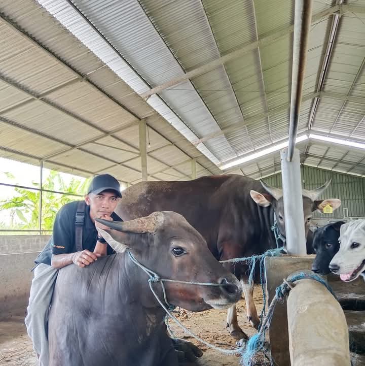 Sapi Bali jantan dewasa berbobot besar bersama perawat kandang NR Farm