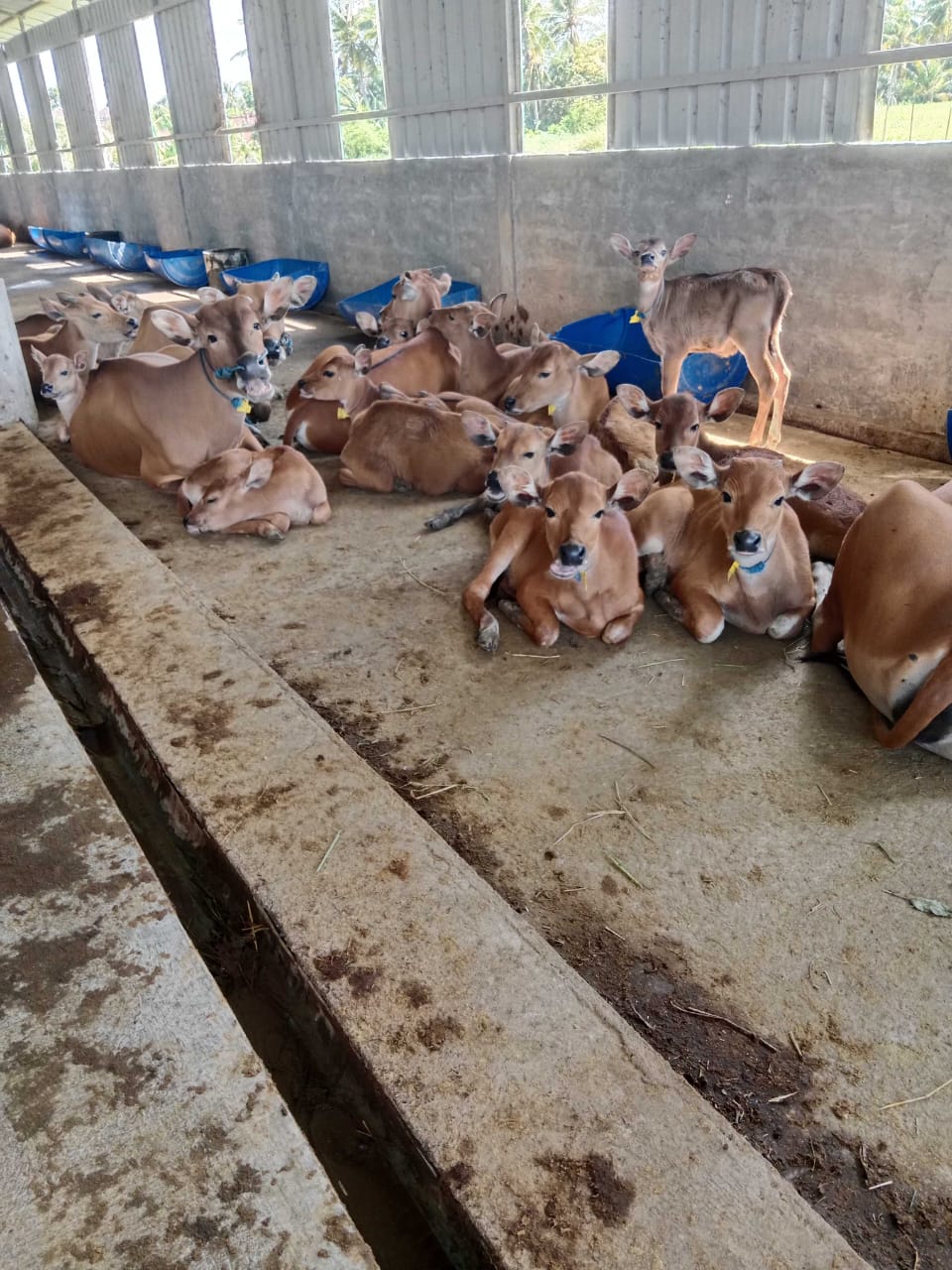 Bibit sapi Bali bakalan di kandang penggemukan NR Farm