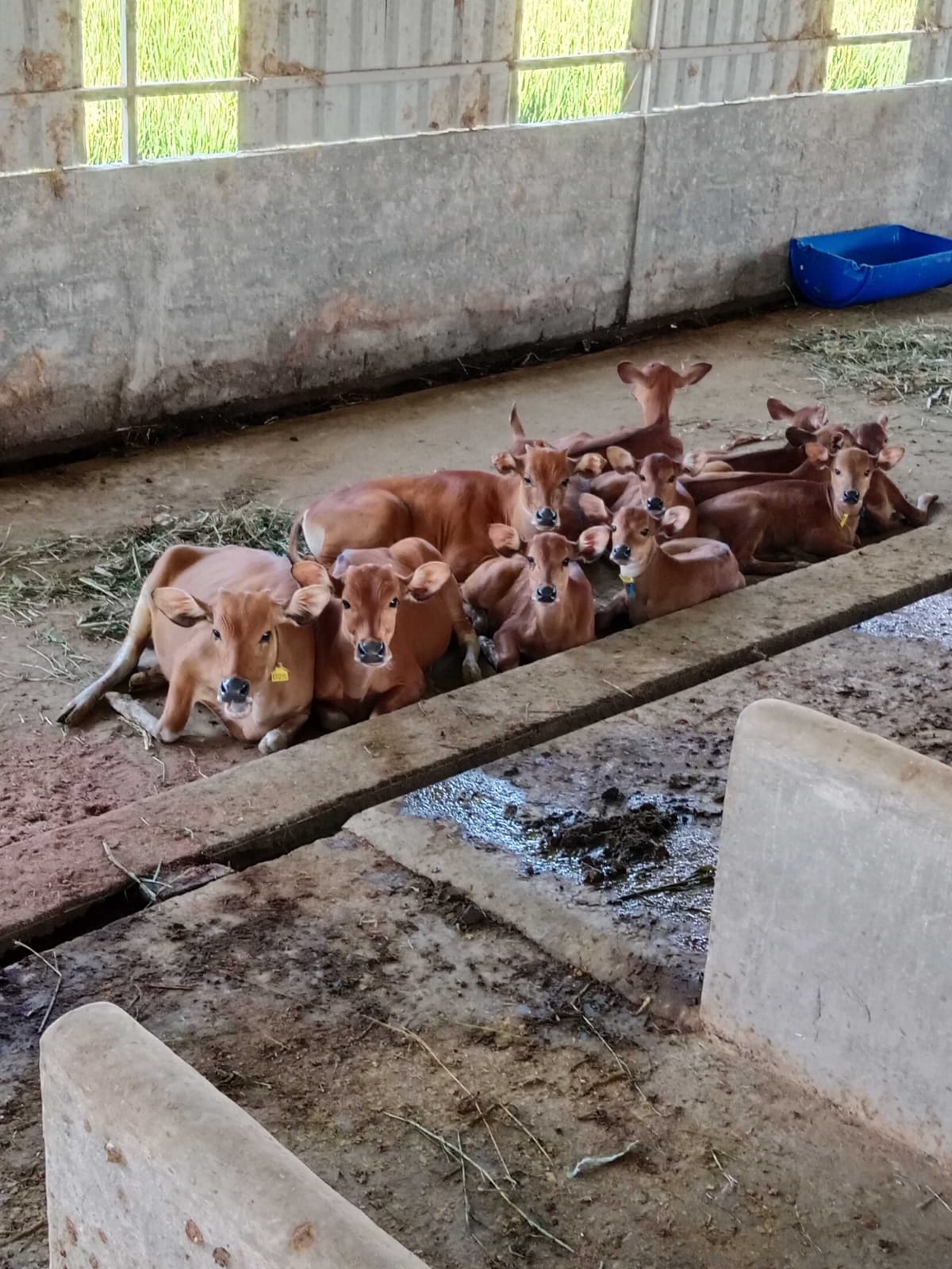Lantai kandang bersih tempat pedet sapi Bali beristirahat